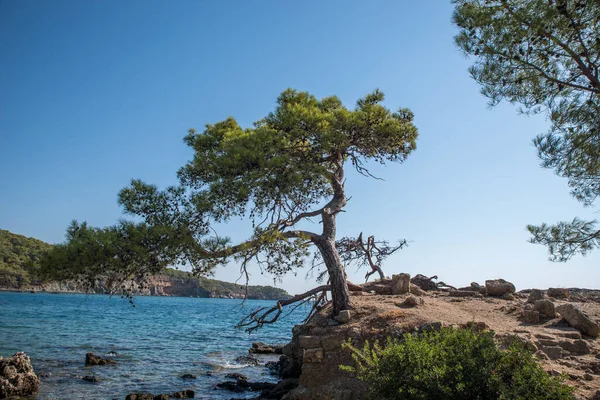 Een Eenzame Pijnboom Afgronden Van Een Wankele Kustlijn Bij Zee — Stockfoto
