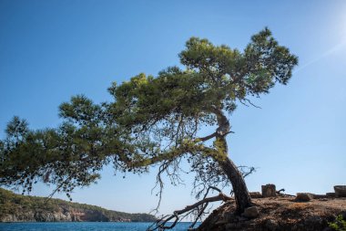 Deniz kıyısındaki kayalıklarda yalnız bir çam ağacı..