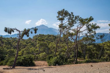 Sıcak bir yaz gününde kumdaki çam ağaçları, Türkiye 'de mavi bir sis ve Olimpiyatların zirvesinde dağların arka planına karşı..