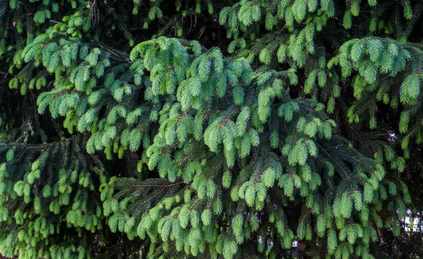 在云杉枝上有浅绿色针头的幼芽 — 图库照片