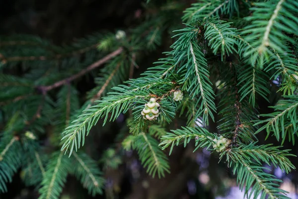 Flowering of a coniferous spruce tree with the formation of buds.