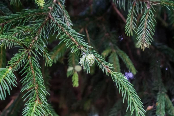 Flowering of a coniferous spruce tree with the formation of buds.