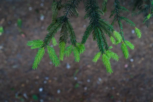 淡淡的背景上的云杉枝条上的嫩芽 — 图库照片