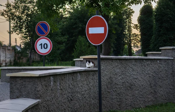 고양이는 표지판 — 스톡 사진