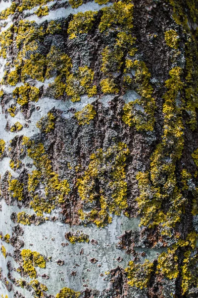 Aspen Kabuğunun Çok Renkli Dokusu — Stok fotoğraf