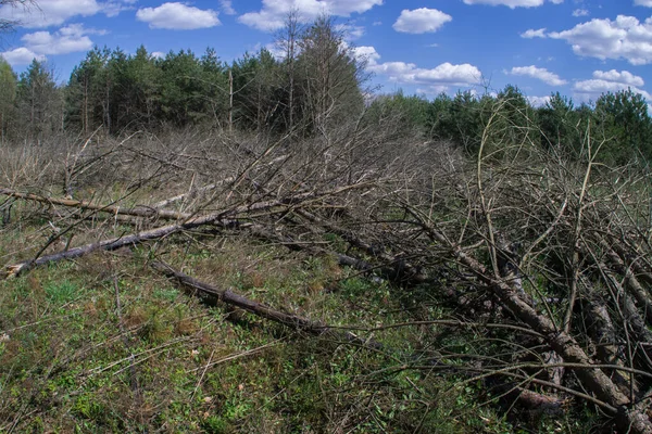 Fallen Döda Träd Efter Katastrofen — Stockfoto