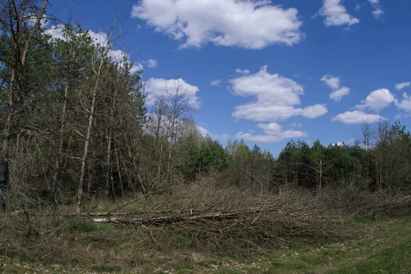 Árvores Mortas Caídas Após Desastre — Fotografia de Stock