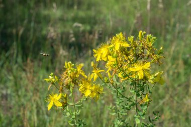 Açan St. John 's otu, hiperikum perforatum