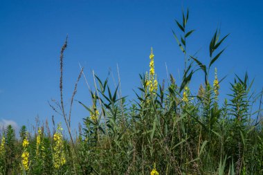 Sazlıkların arasında gökyüzüne karşı sarı çiçekleri olan Mullein. Alternatif Tıp İçin Bitkiler