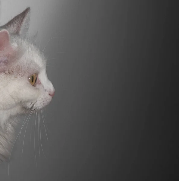 Portrét Bílé Kočky Profilu — Stock fotografie