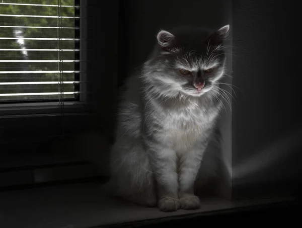 Die Katze Sitzt Einer Dunklen Ecke Fenster — Stockfoto