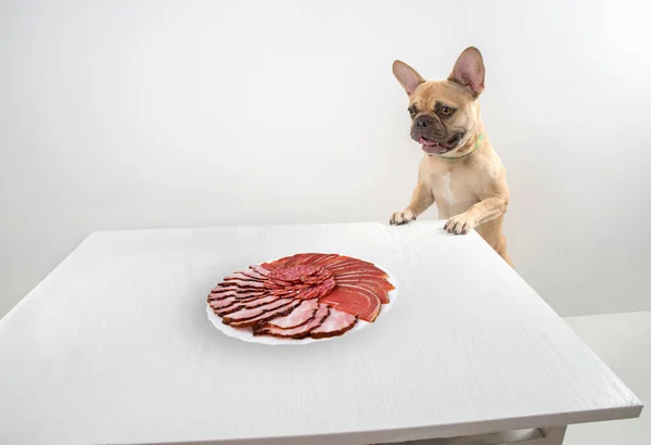 The French Bulldog looks greedily at the sausage in the plate on the table.