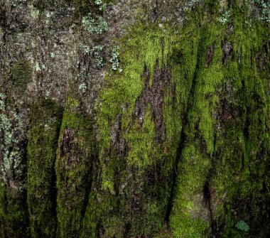 Ağaç gövdesinde yeşil yosun.