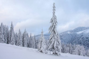 Kışın karlı ağaçlar dağlarda.