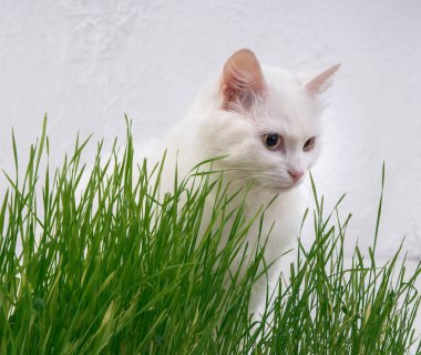 White cat in green grass. Young grass sprouts as a source of vitamins.