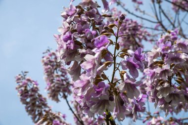 Çiçek açan Paulownia ağacı çiçekleri. Adam Tree. Paulownia tomentosa..