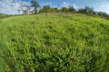 Yeşil çimlerin arasında orkide.
