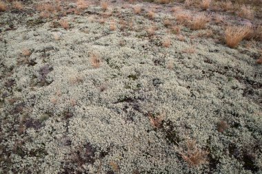 Kumda gri yosun ve kuru çim çalıları.