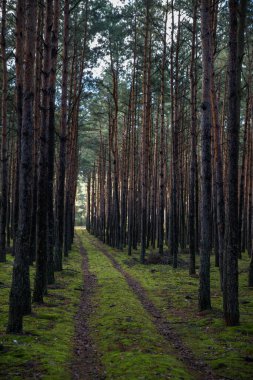 Çam ormanındaki orman yolu