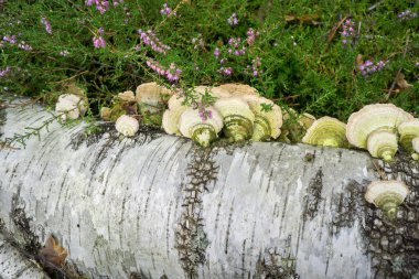 Ölü bir ağaç gövdesinde çoklu gözenekli mantarlar..