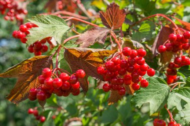 Bahçede yapraklı bir dalda Viburnum meyvesi.