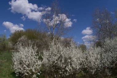 Çiçekli bahar dikenli beyaz çiçeklerle dolu dallar. Seçici odak.