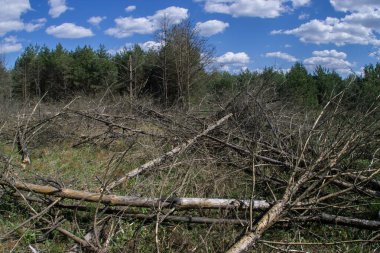 Felaketten sonra düşen ölü ağaçlar..