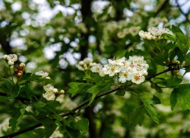 Çiçekli bir dikenli ağaçta beyaz çiçekler.