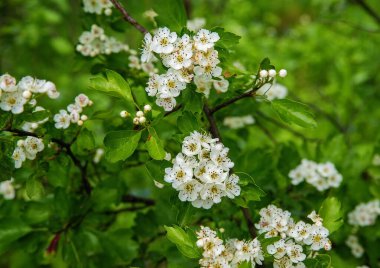 Çiçekli bir dikenli ağaçta beyaz çiçekler.