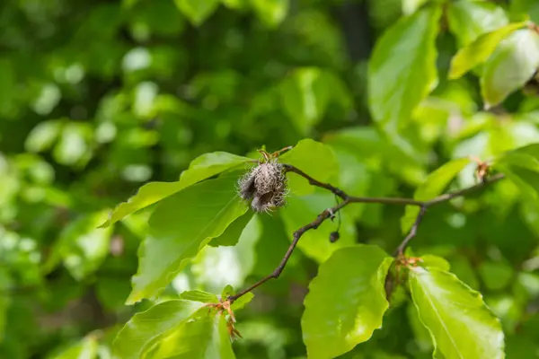 Last year\'s withered beech nuts among the foliage of a tree.