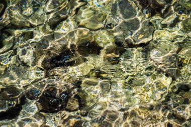 Deniz suyunun dokusu. Suda ışık refleksleri.