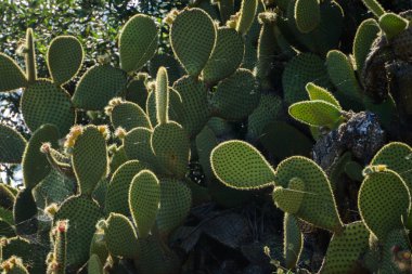 Doğal ortamlarında dikenli armut kaktüsleri..
