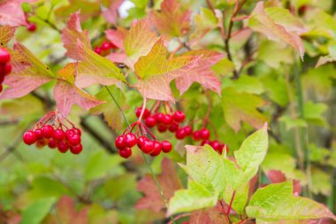 Taze kırmızı viburnum çilekleri olan bir dal..