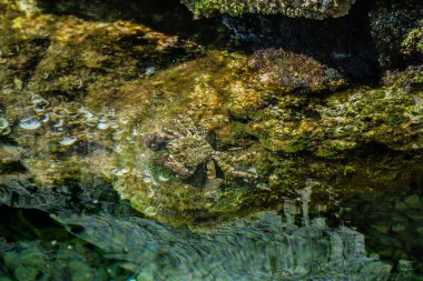 Sıcak denizin sığ sularında, berrak sulardaki yosunlar ve mercanlar..