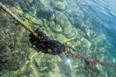 Suda bir halat üzerinde midye kümesi..
