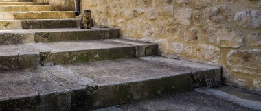 Yorgun yaşlı kedi büyük antika taş basamaklarda oturuyor.