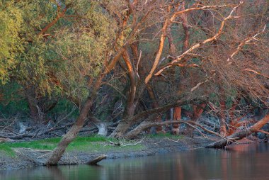 Akşamüstü selden sonra ağaçlar.