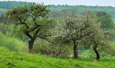 Terk edilmiş bir bahçede çiçek açan elma ağaçları..