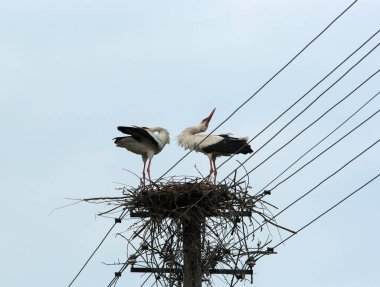 Elektrik direğindeki bir yuvadaki leylekler.