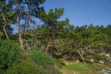 Nefes kesen, yemyeşil, hayat dolu bir orman. Arka planda güzelliğini arttıran çarpıcı mavi bir gökyüzüne karşı kurulmuş.