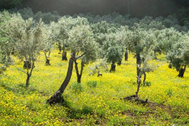 Sarı kır çiçekleriyle Eski Zeytin Korusu