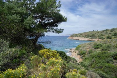Baharda Çam Ağaçları Arasında Sahil Manzarası