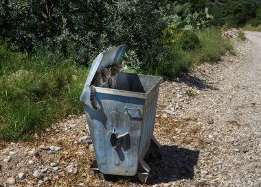Kırsal Çöp Kutusunda Yiyecek Arayan Sokak Kedileri