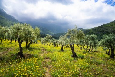 Dağlarda zeytin ağaçları, yağmur bulutlarına karşı..