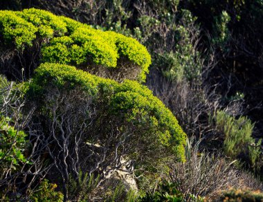 Çiçek açan çalıların, dağın yamacında açan sarılar..
