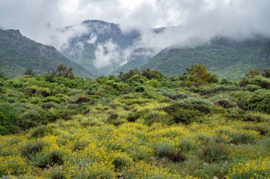 Baharda Vahşi Sarı Çiçeklerle Puslu Dağ Manzarası
