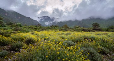 Sarı çiçekler ve yağmur üstüne sis olan dağ manzarası