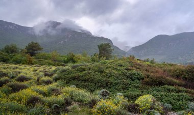 Sis ve kır çiçekleriyle Dağ Manzarası