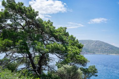 Sahilde yalnız bir çam ağacı