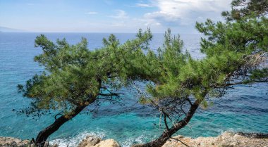 Deniz kenarındaki çam ağacı